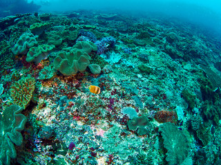 fish and coral
