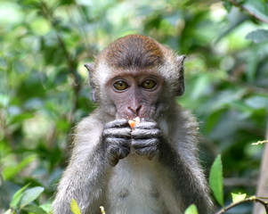 Young macaque monkey eating in the jungle