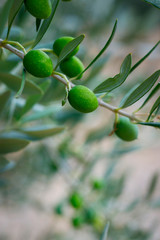 green olives growing in olive tree ,in mediterranean plantation