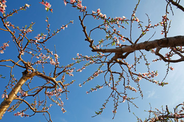 Beautiful peach blossom