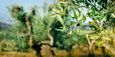 green olives growing in olive tree ,in mediterranean plantation
