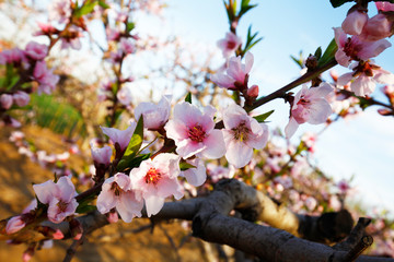 Beautiful peach blossom