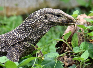 Top half of a monitor lizard in a park in Malaysia