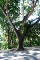 Large trees on the side of the road