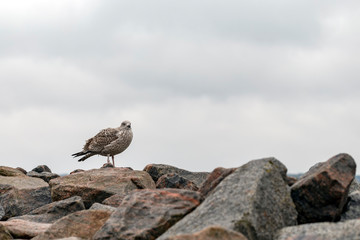Segull sitting on a rock
