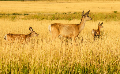 Whitetail Deer Family in Tall Grass
