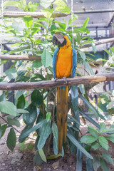 Obraz premium Blue-yellow parrot in the zoo