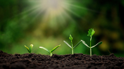 Small trees with different sizes on a green background.