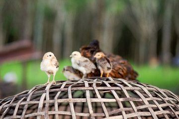 little chicken on wooden cage