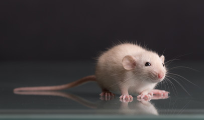 portrait of a baby rat