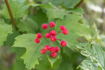 viburnum with berries close up