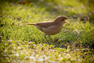 bird on the grass with open beak