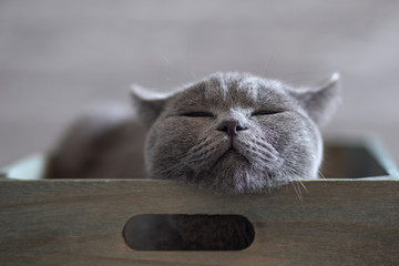 .beautiful gray british cat sleeping in a wooden gray box