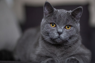 .beautiful gray British cat lies on a sofa in the house close-up