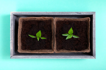 seedlings of sweet pepper in peat pots and in a wooden box on a turquoise background