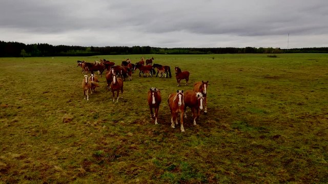 Horses walking on pasture, drone view of green landscape with a herd of brown horses.