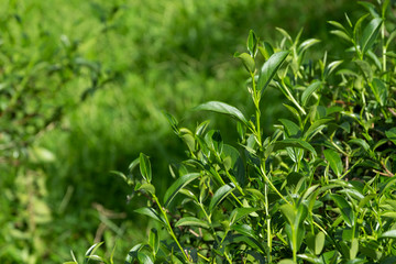 Top of fresh raw organic green tea leaf in plantation field farm