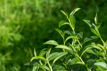 Top of fresh raw organic green tea leaf in plantation field farm