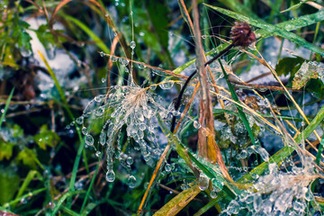 Shiny frozen dew on the grass. Like diamonds.Selective focus. The background is blurry.