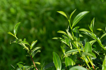 Obraz premium Top of fresh raw organic green tea leaf in plantation field farm