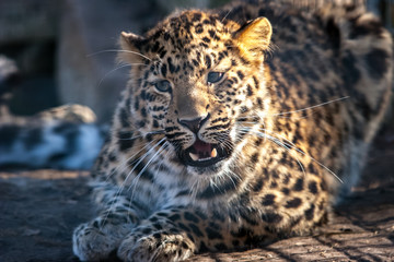 A leopard cub with an open mouth is scared and lies in suspense. Long mustache. Black spots on white and brown wool.