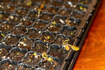 lettuce plant growing in a hotbed 