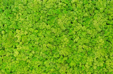 Texture of green moss on the wall in the form of a picture. Beautiful white frame for a picture.