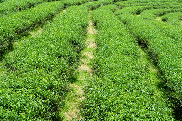 Top of fresh raw organic green tea leaf in plantation field farm