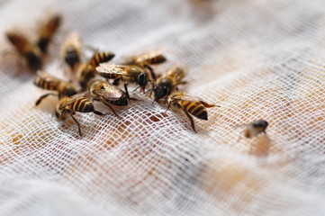 A group of bees sniffing food