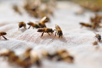 A group of bees sniffing food