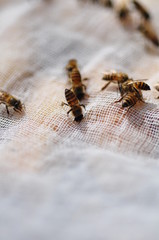 A group of bees sniffing food