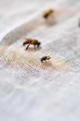 A group of bees sniffing food