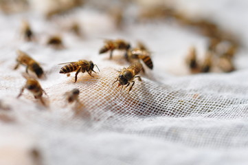 A group of bees sniffing food