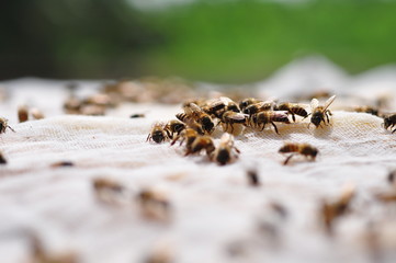 A group of bees sniffing food