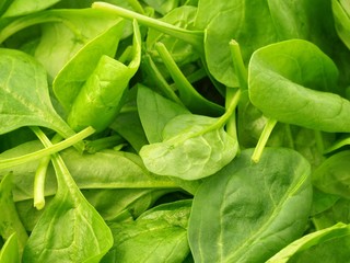 fresh spinach leaves 