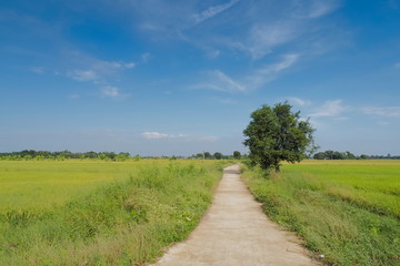 Fototapeta na wymiar view of patch way around with green rice fields plantation with blue sky background, Lam Phayom village, Ban Pong District, Ratchaburi, Thailand.