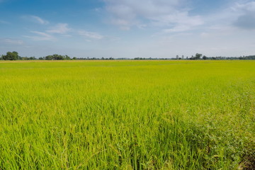 view of green rice plant in paddy fields with blue sky background, Lam Phayom Village, rural in Ban Pong District, Ratchaburi, Thailand.