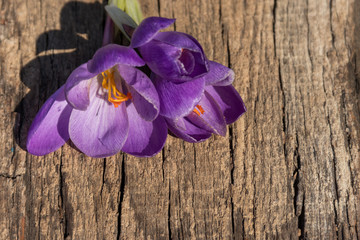 Purple crocus flowers on rustic wooden background