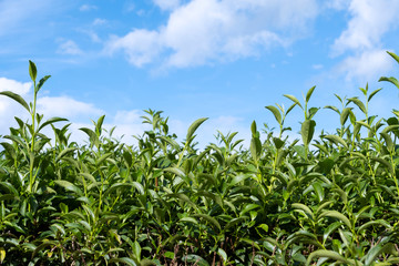 Top of fresh raw organic green tea leaf in plantation field farm with blue sky and cloudy