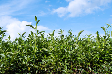 Top of fresh raw organic green tea leaf in plantation field farm with blue sky and cloudy