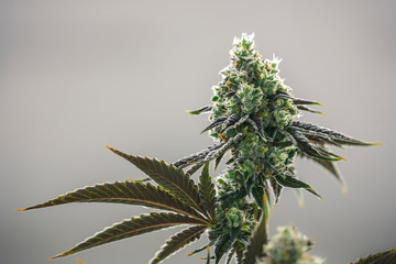 Beautiful Big Marijuana Bud with Crystal Trichromes Isolated by Background