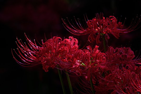 1 031 Best Red Spider Lily Images Stock Photos Vectors Adobe Stock