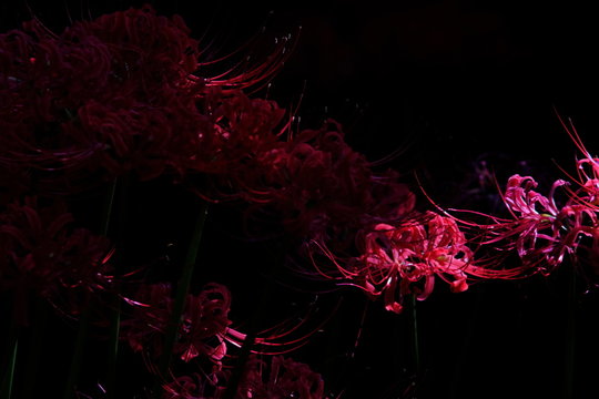 Red Spider Lily Images Browse 25 594 Stock Photos Vectors And Video Adobe Stock