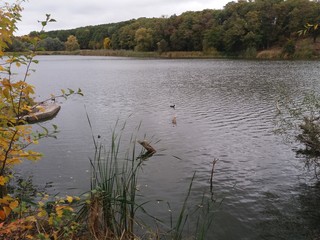 Autumn.nature.landskape.trees.forest.