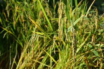 Mature harvest of golden rice in thailand