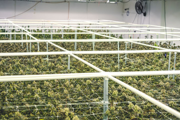 Commercial Cannabis Factory Grow Operation with Full Grown Marijuana Plants