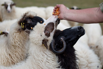 Group of sheep on the rural farm in Croatia - midsection of man feeding sheep