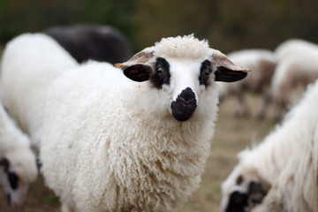 Group of sheep on the rural farm in Croatia