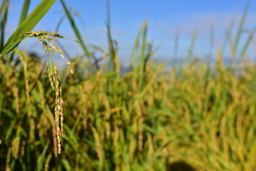 Mature harvest of golden rice in thailand