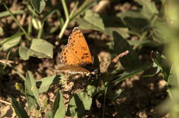 Spotted fritillary (Melitaea didyma) in Tuscan meadow